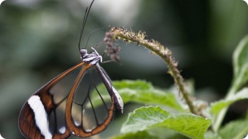 Самые необычные бабочки в мире (7 фото)