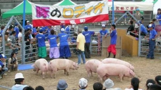 Родео на свиньях (2 фото + видео)