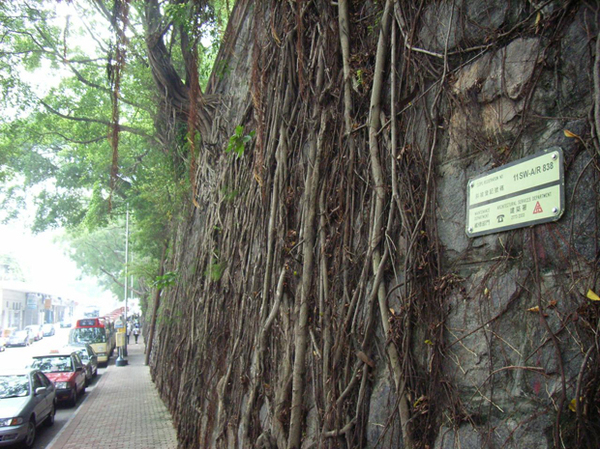 В Гонконге деревья растут из стен (6 фото)