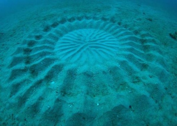 Необычные круги на дне океана около Японии