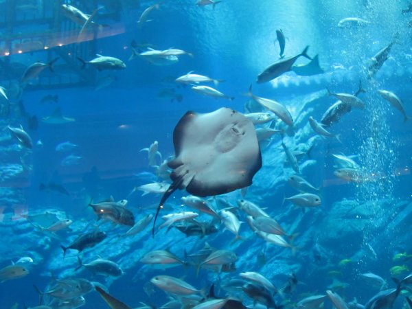 Самый большой в мире крытый аквариум (19 фото)