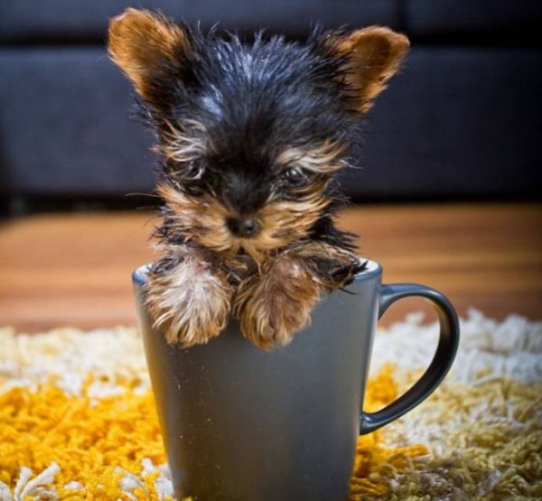 Самая маленькая собака в мире (9 фото + видео)
