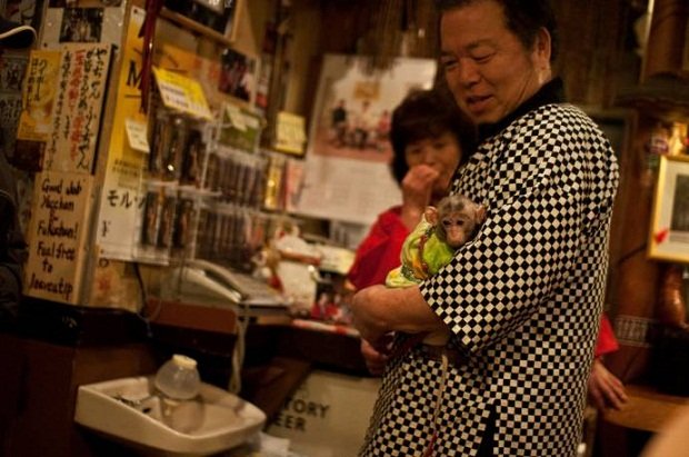 В японском ресторане официантами работают обезьяны (3 фото)