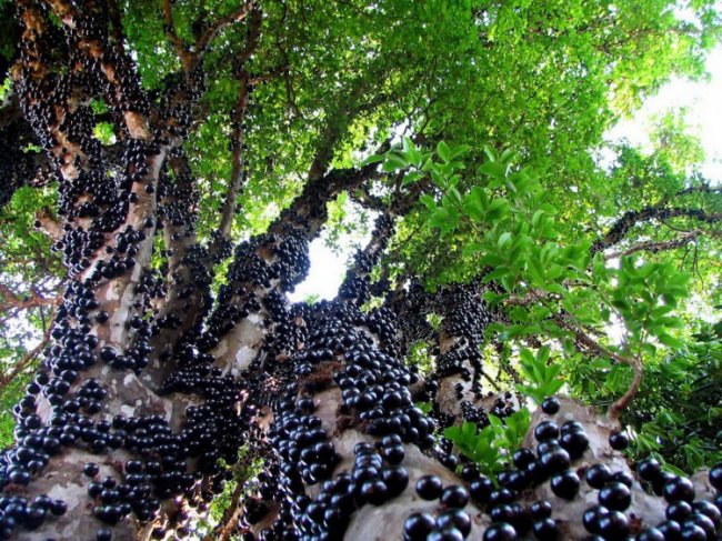 Джаботікаба – ягідне дерево