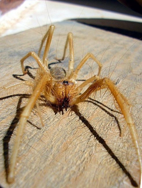 Фаланга – монстр из класса паукообразных (16 фото)