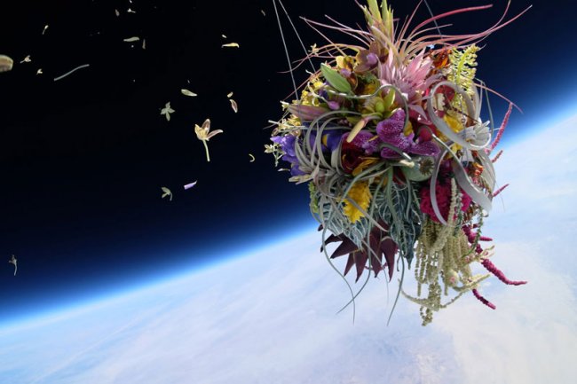 Невероятный полет растений в космос (6 фото)