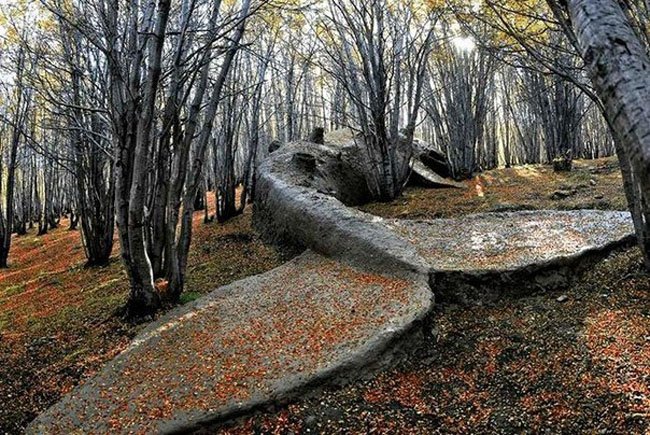 Скульптура кита в аргентинском лесу (3 фото)