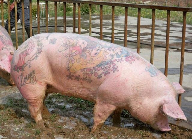 Мастер нанесения татуировок на свиней (10 фото)