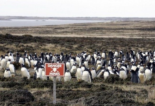 Как увеличилась популяция пингвинов на 100 % благодаря минному полю (4 фото)