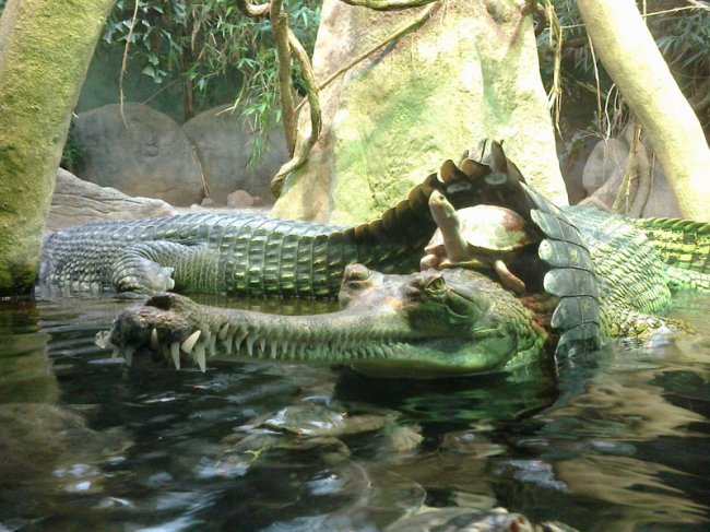 Верхом на крокодиле (фото дня)
