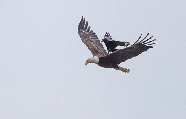 Ворон немного отдохнул на спине орла во время полета (10 фото)