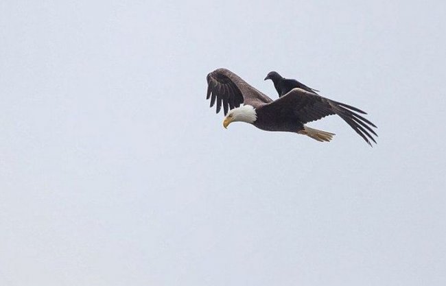 Ворон немного отдохнул на спине орла во время полета (10 фото)