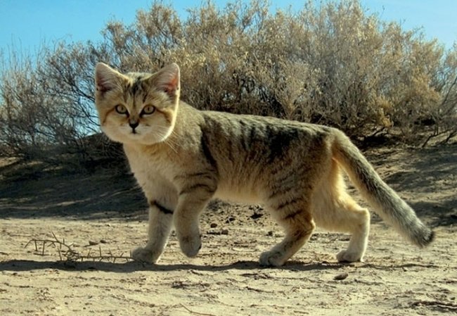 Барханный кот - кот, который всегда остается похожим на котенка (7 фото)