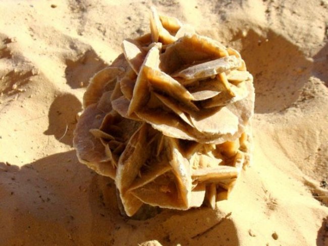 Необычный минерал «роза пустыни» (11 фото)