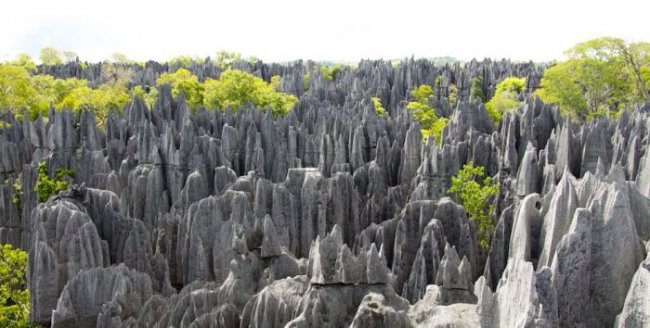«Каменный лес» в национальном парке Цинги-де-Бемараха на Мадагаскаре (9 фото)