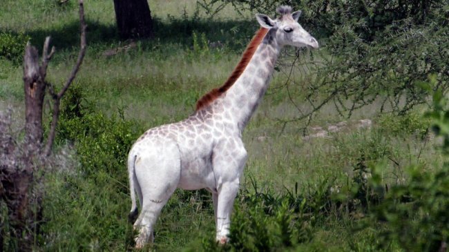 Фотография редкого белого жирафа (фото дня)