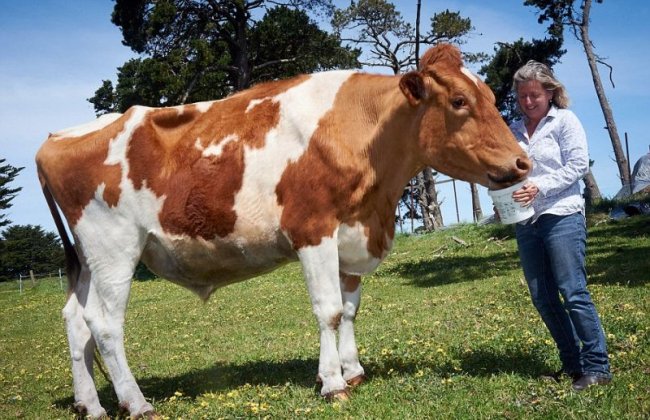 Самая большая корова достигает в высоту два метра