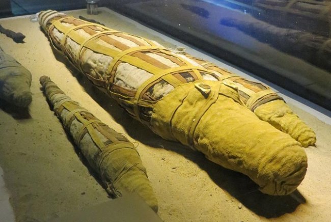 В Египте археологи обнаружили мумию огромнейшего крокодила