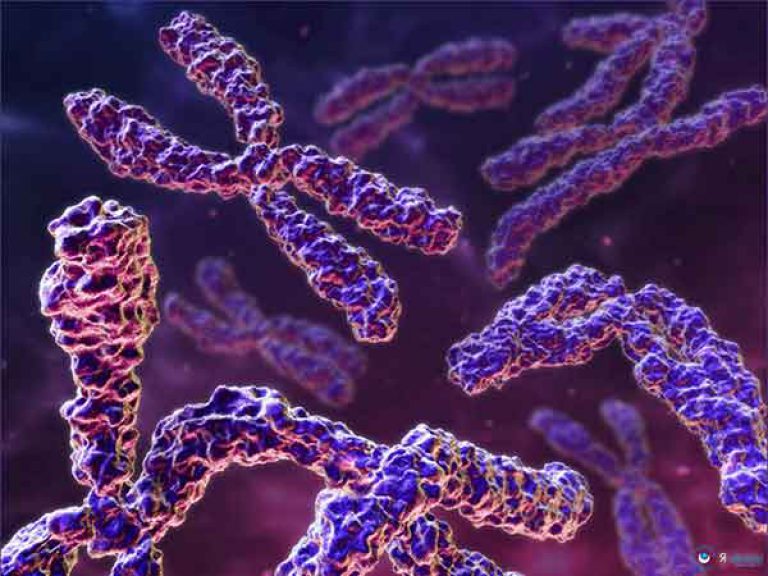 Доступным языком о ДНК, хромосомах и кариотипе