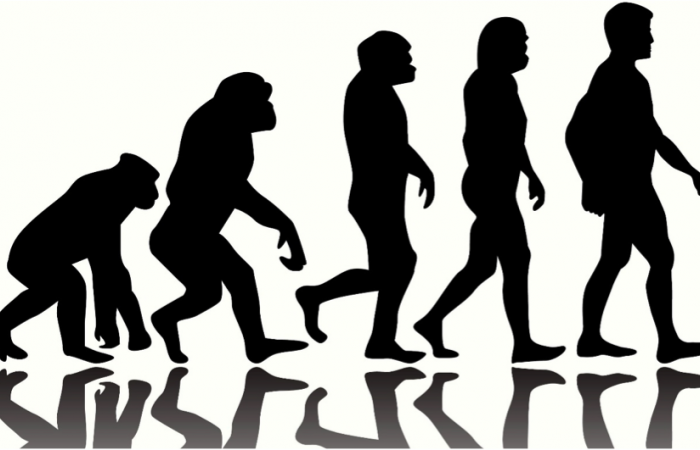 Процесс превращения человека в обезьяну. Human Evolution Эволюция человека. Эволюция обезьяны в человека. От обезьяны к человеку.
