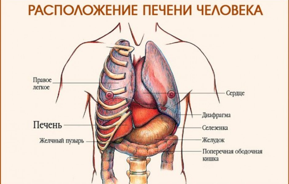 Сердце желчный пузырь. Где находится печень у человека с какой стороны. Печень анатомия человека расположение. Где печень у человека картинка находится с какой стороны. Расположение печени в организме человека рисунок.