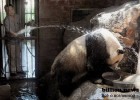 Жара и обитатели зоопарков (25 фото)