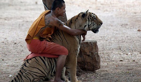 Дружба  таиландских монахов с тиграми (4 фото)