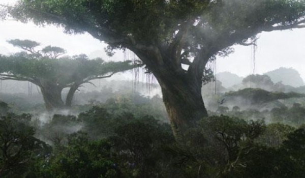 Самые фантастичные деревья мира (11 фото)