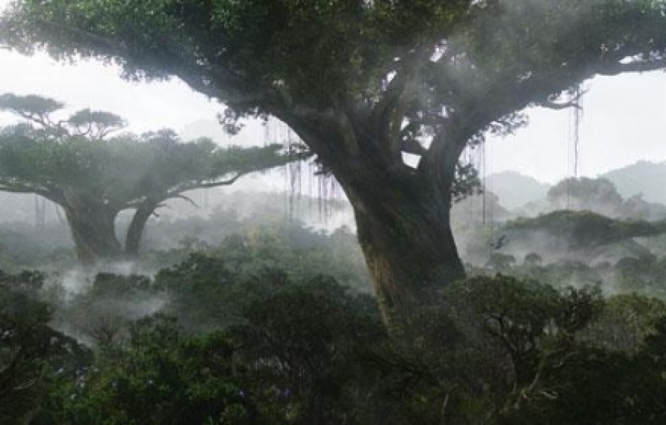 Самые фантастичные деревья мира (11 фото)