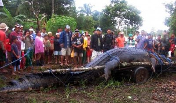 Самый большой крокодил в мире (7 фото)