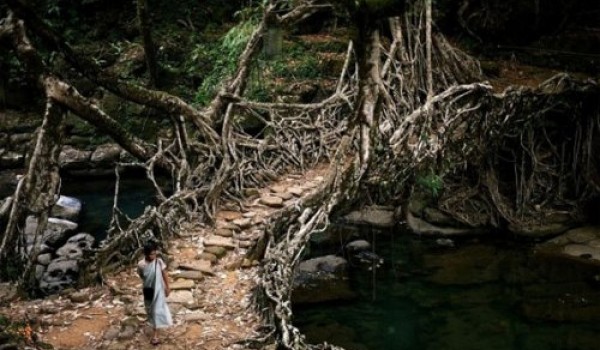 Мосты из корней деревьев в Индии (7 фото + видео)