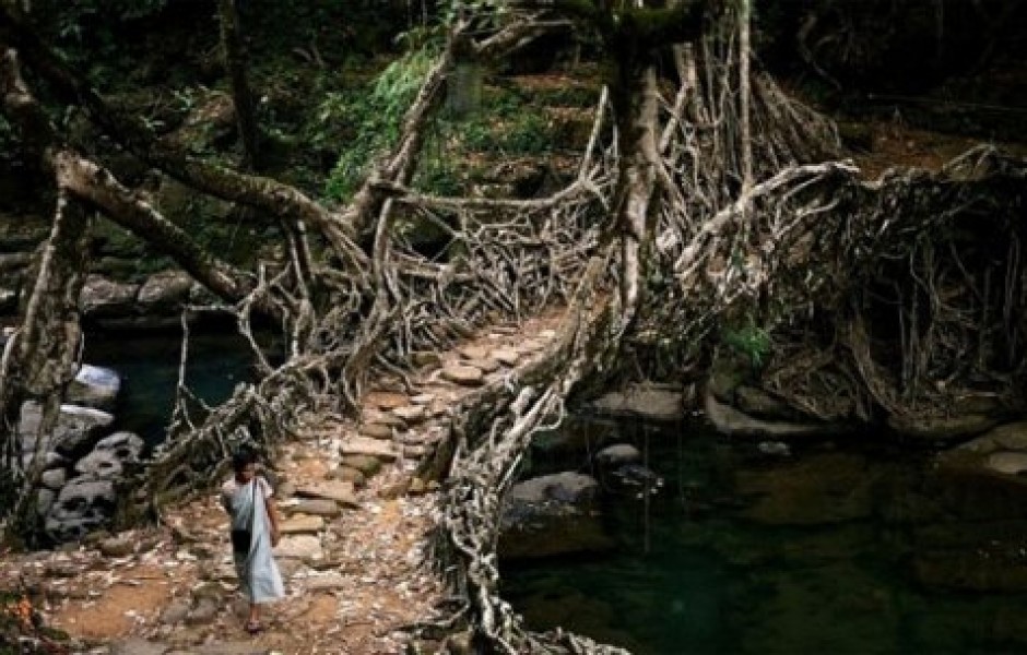 Мосты из корней деревьев в Индии (7 фото + видео)