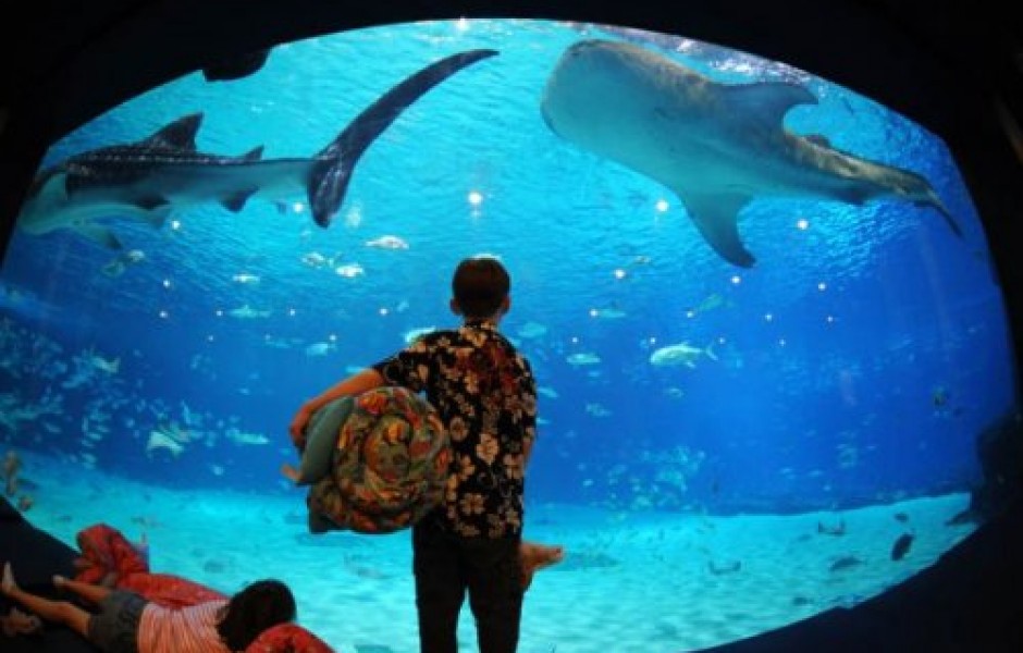 Самый большой аквариум в мире (25 фото)