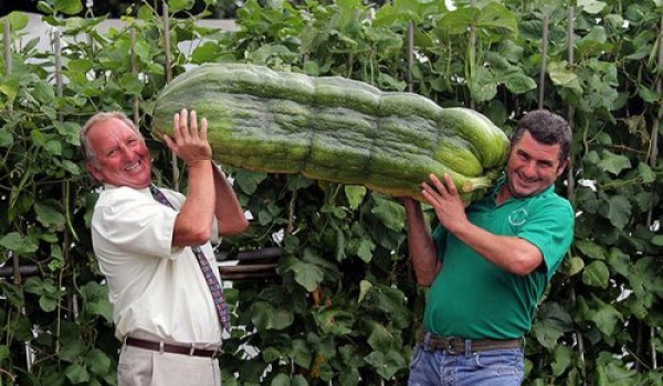 Выставка гигантских овощей (17 фото)