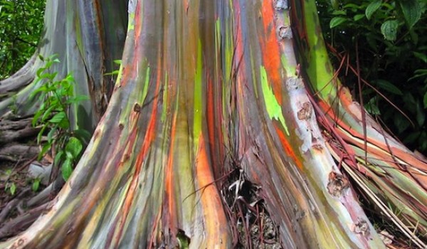 Радужное дерево с Филиппин (6 фото)
