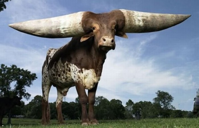 Watusi - бык с самыми большими рогами (8 фото)