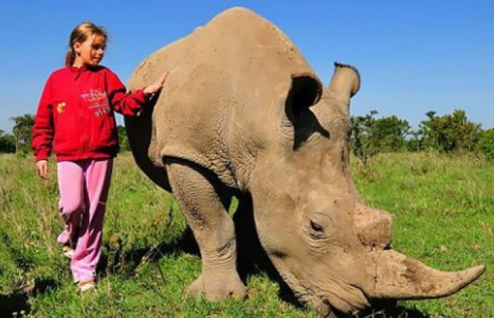 У девочки из Кении домашнее животное – дикий носорог