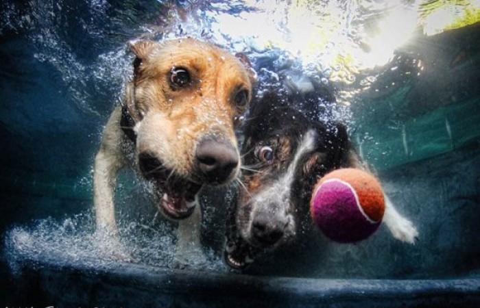 Фотографии собак под водой от Сети Кастила (12 фото)