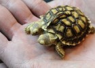 Черепаха с двумя головами (3 фото)