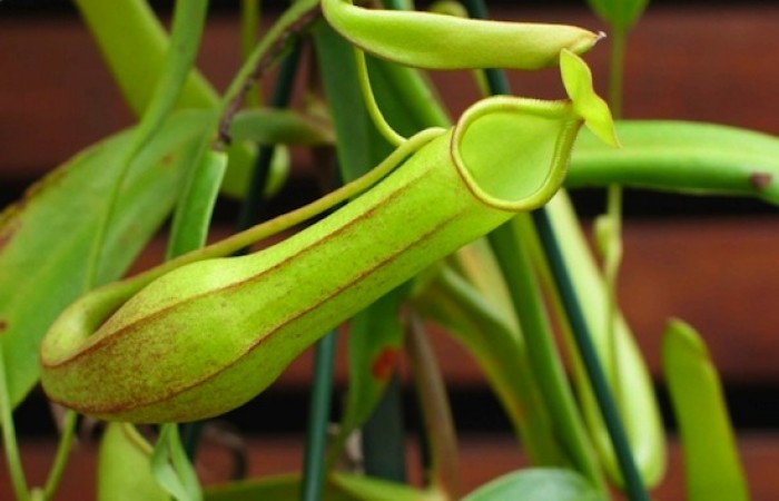 Растение Nepenthes spathulata способно переварить крысу вместе с зубами и костями (фото + видео)