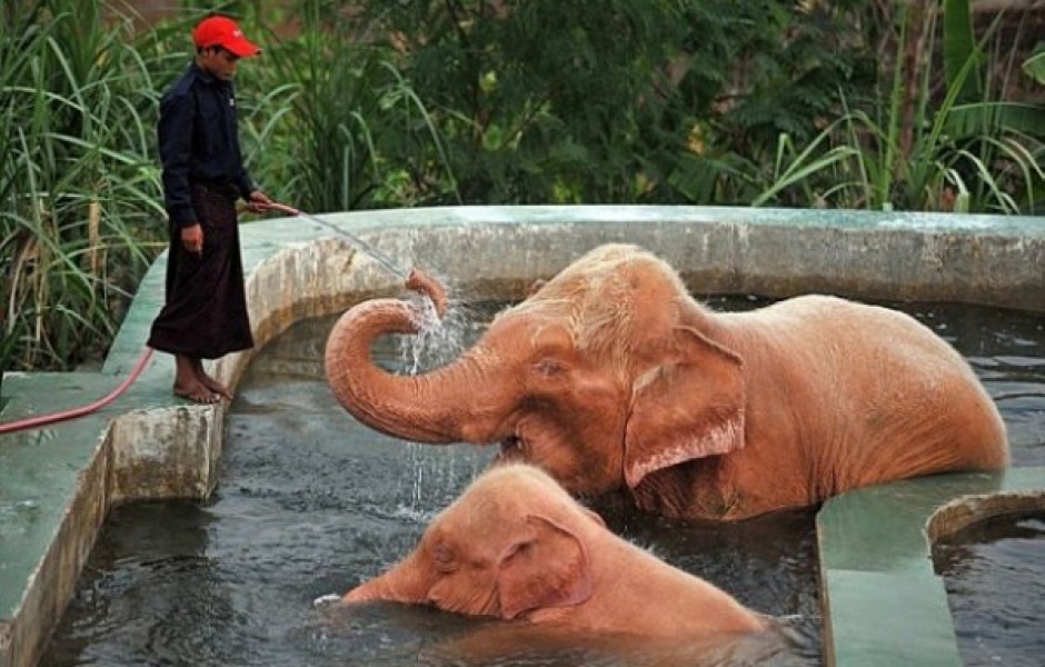 Розовые слоны существуют (4 фото)
