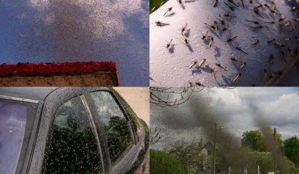 Нашествие комаров на деревню в Беларуси