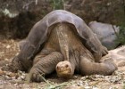 Умерла последняя гигантская галапагосская черепаха на планете (4 фото + видео)