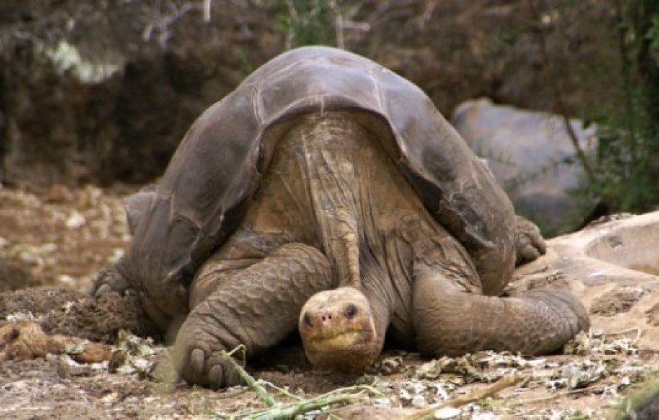 Умерла последняя гигантская галапагосская черепаха на планете (4 фото + видео)