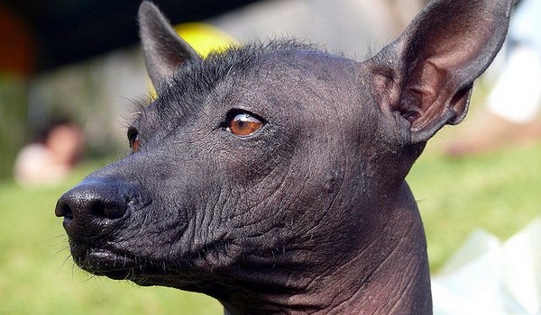 Перуанская голая собака (8 фото)