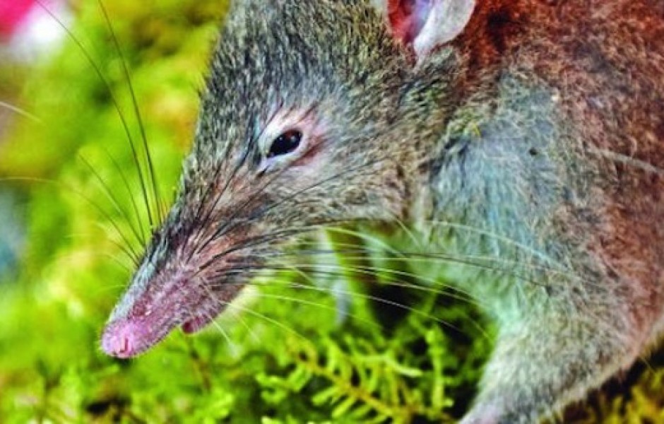 Беззубая крыса — единственный в мире грызун, неспособный грызть