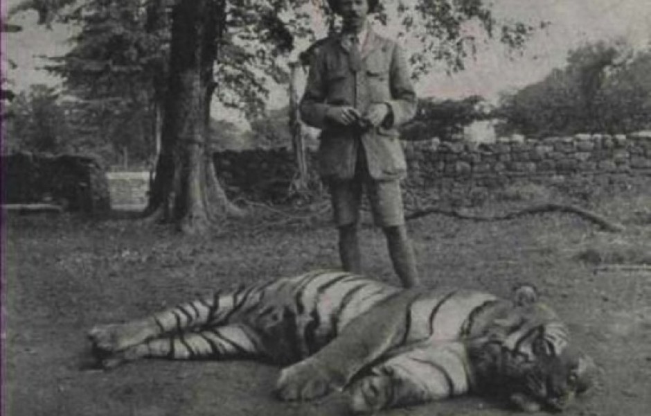 Самый известный тигр в мире — Чампаватская тигрица, убившая 436 человек