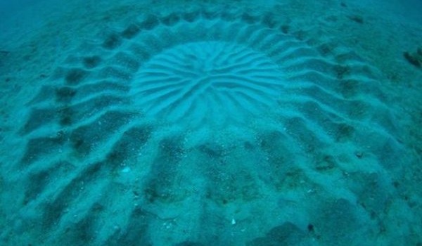 Загадочные круги на дне океана вблизи Японии (4 фото)
