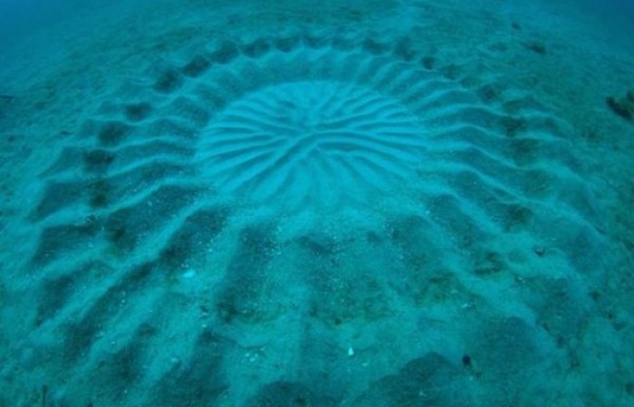 Загадочные круги на дне океана вблизи Японии (4 фото)