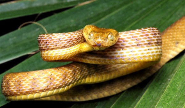 Коричневая бойга - змея, которая может висеть в воздухе
